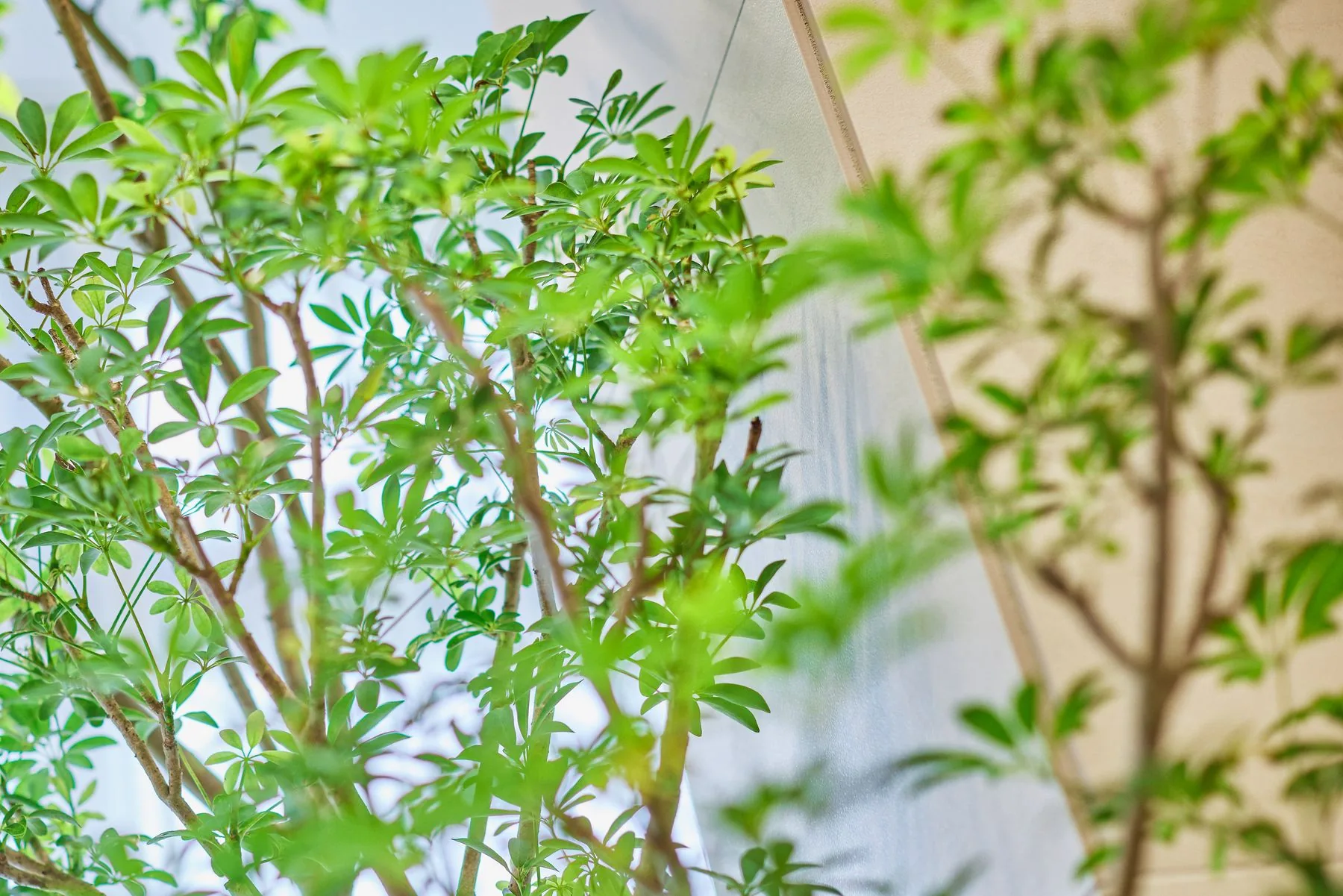 植栽の枝葉