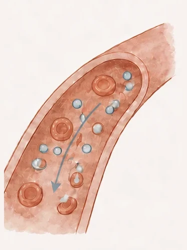血管の中を、赤血球とともにマイオカインの粒が運ばれていく様子